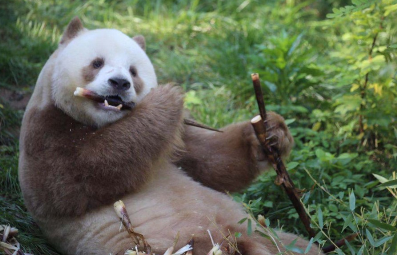 全球唯一一只圈养棕白色大熊猫叫什么?
