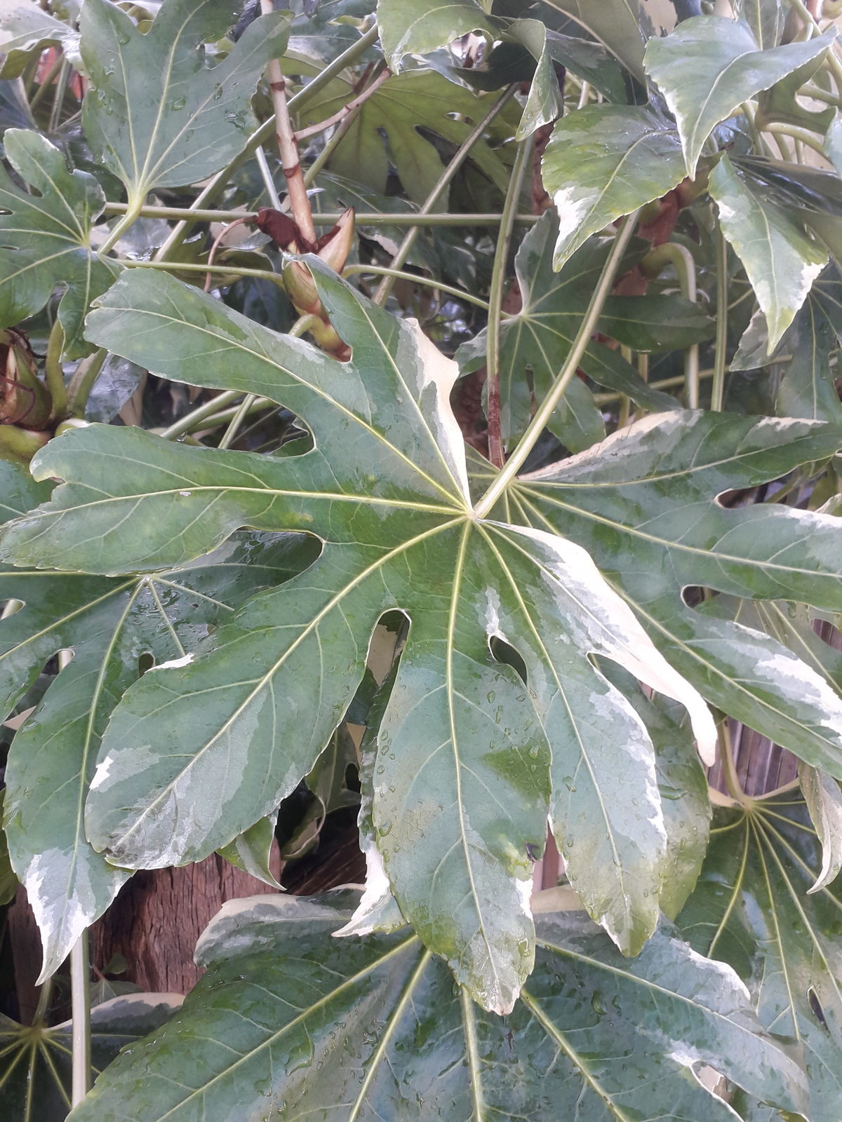 打造靓丽盆栽:探秘八角金盘的繁衍与护理