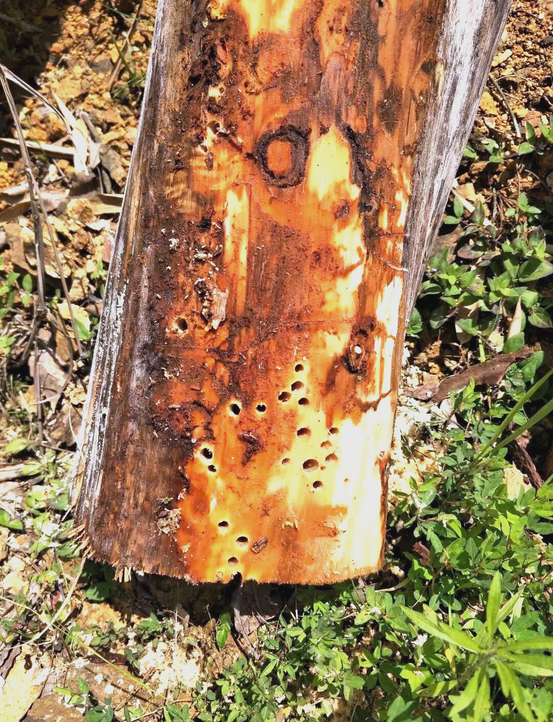 松树枯黄:松褐天牛与松材线虫的双重威胁及应对策略