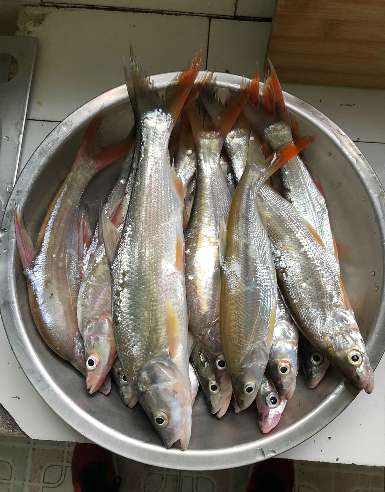 十堰堵河红尾鱼泛滥,有人一天钓几十斤,这鱼多了危害很大?