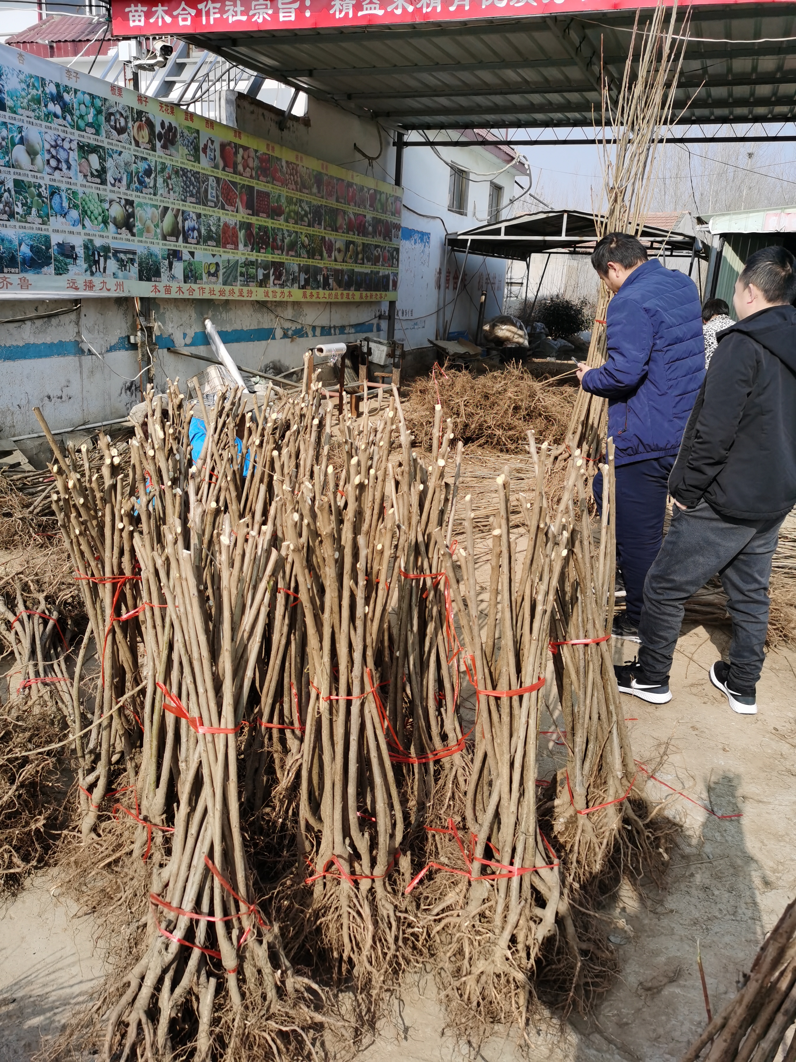 炫目绝伦!齐早大樱桃苗栽植区域首选品种,香甜多汁产量过人!