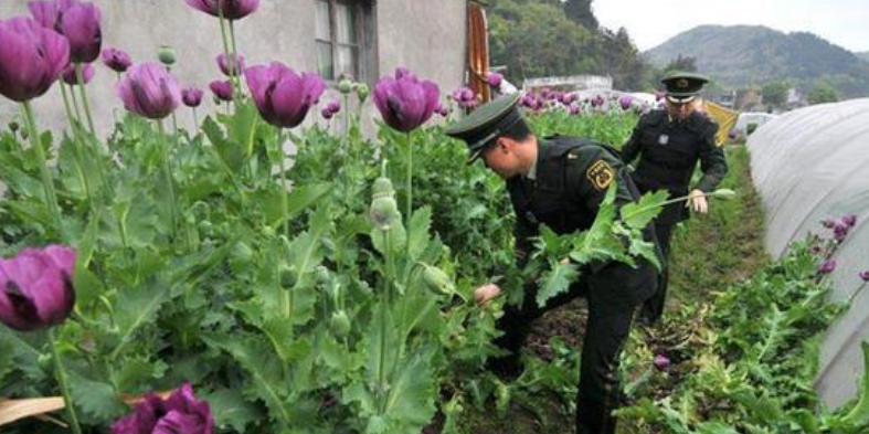 75岁老人误种罂粟被判5年?法院回应:知晓自己种植的为罂粟