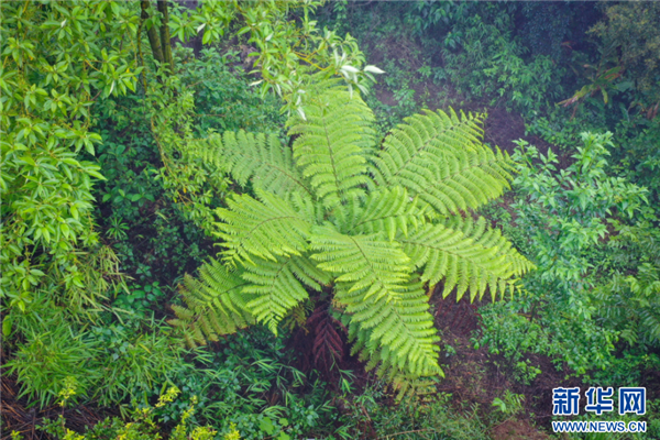 云南陇川发现"植物活化石"桫椤百余棵