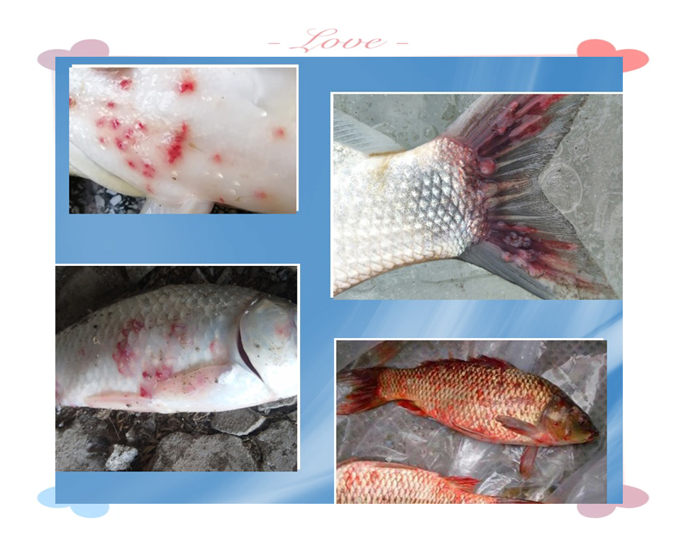 鱼类烂鳃病的防治方法与用药指南