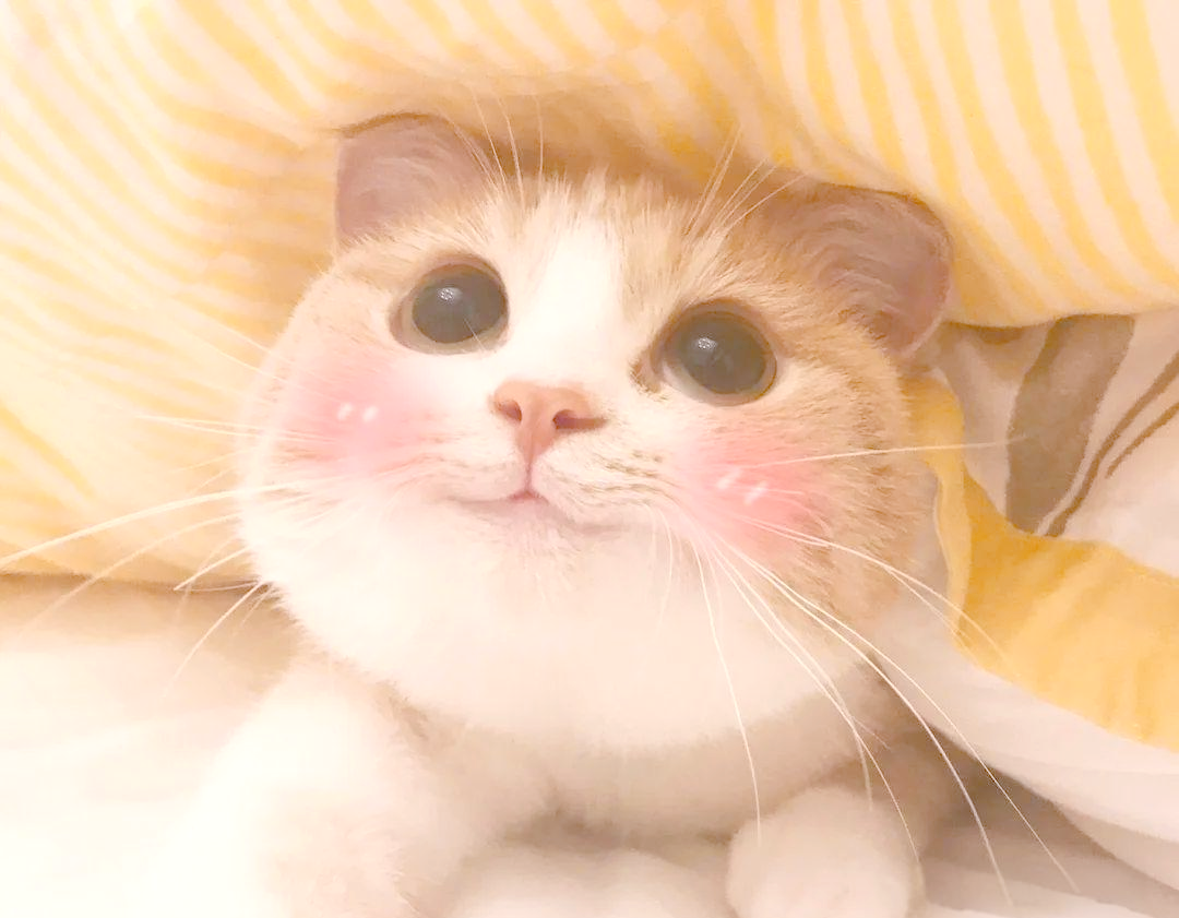 网红猫表情包大揭秘,它们背后的故事你知道吗