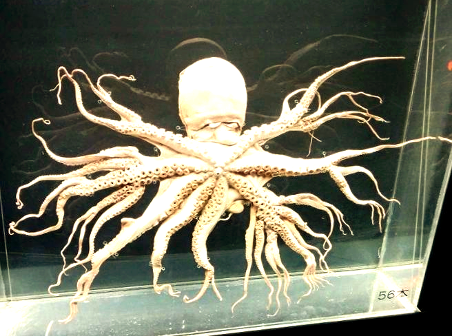 韩国渔民惊现多条腿的"变异"章鱼,日本标本仍在水族馆展示