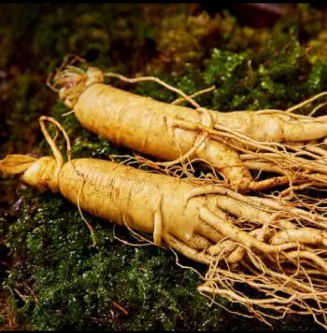 民间故事:猎户兄弟救人危难,人参精知恩图报,不料贪心惹来祸根