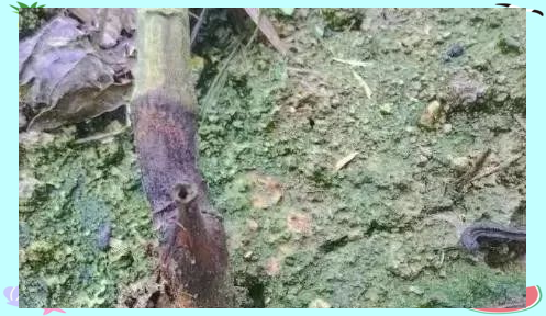 茎基腐病的多种症状与综合防治方法