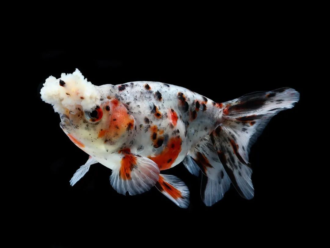 揭秘!八十八年前上海的金鱼展览会