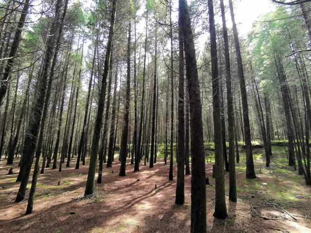 宣威小庙山:野趣十足