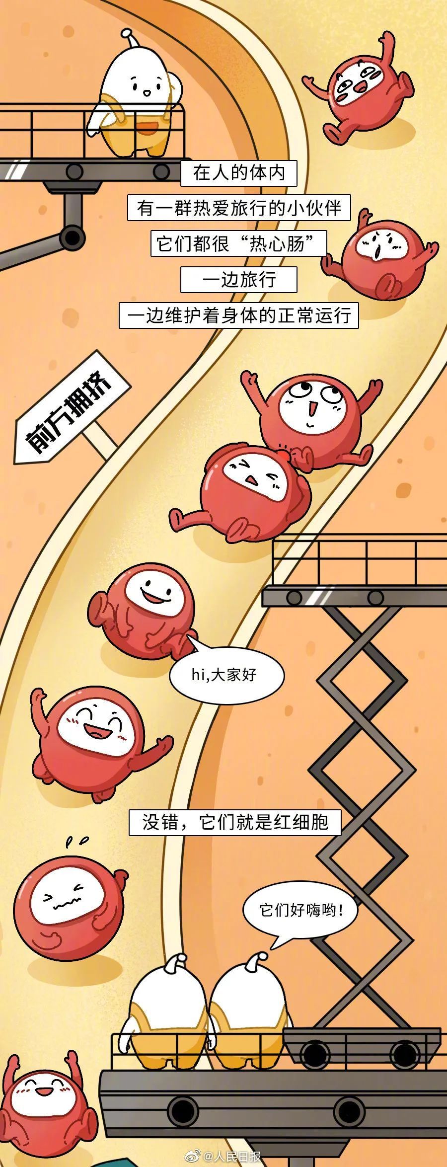 可爱!红细胞在人体的奇妙旅行