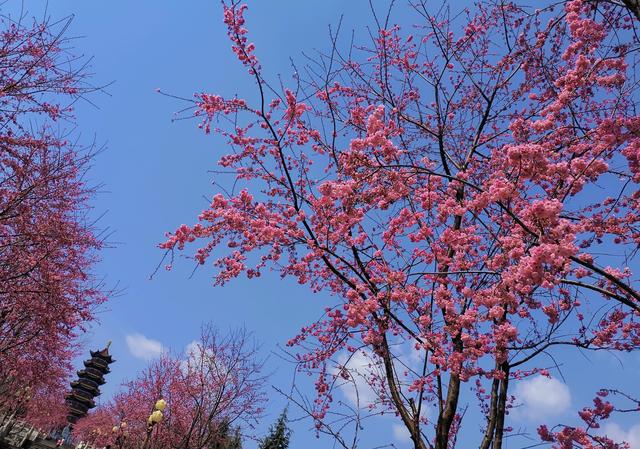 宣威小庙山:野趣十足