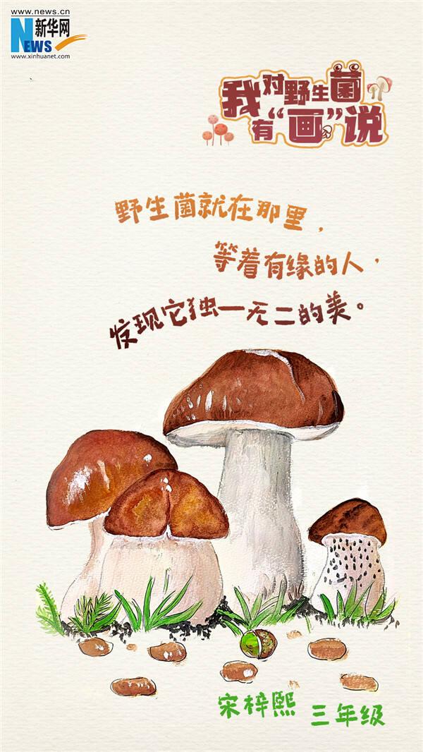 创意海报|我对野生菌有"画"说!