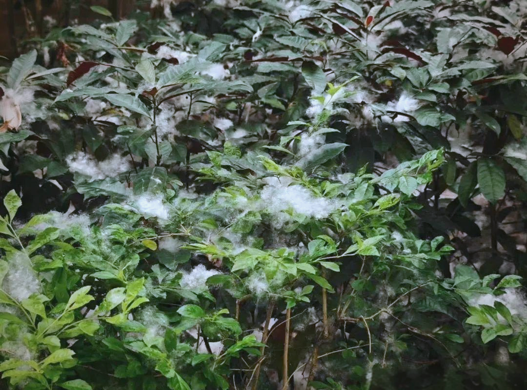 木棉花絮季节,过敏人群防护指南