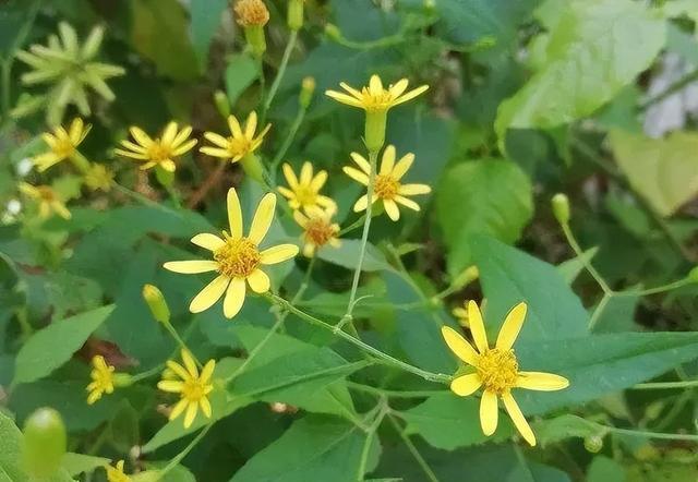 中药千里光你认识吗?今天介绍第106味中药材千里光