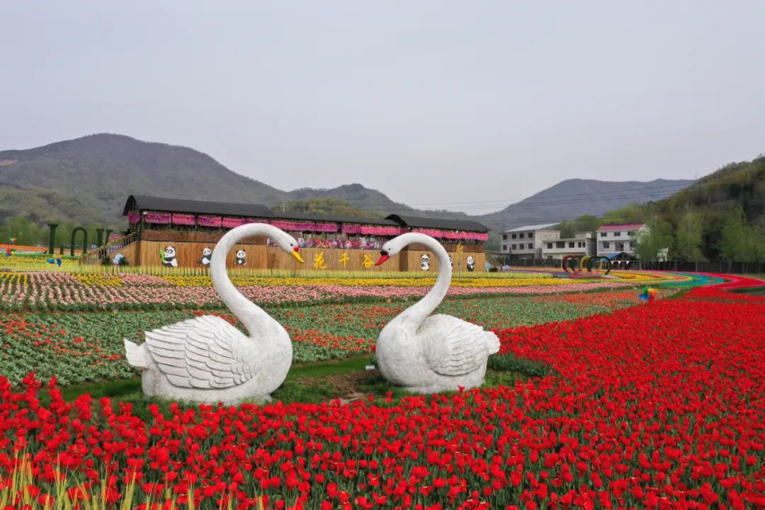 西九华山景区百万株郁金香盛开,邀您"云"赏花千谷绚丽夜景!