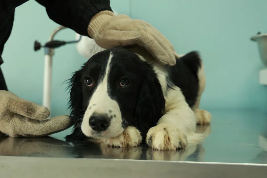 一线传真北京的小警犬们将迎来犬生大考