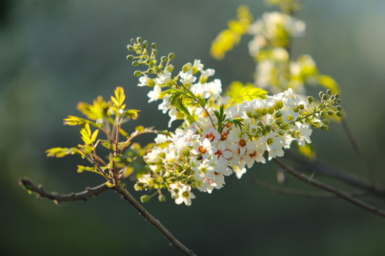 初夏的甜蜜:文冠果花盛开姹紫嫣红