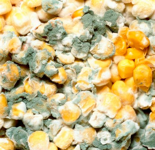 黄曲霉毒素的威胁与生活中的防范