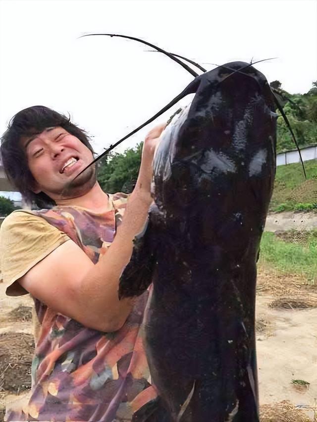 埃及鱼为何能在城市的下水道生存?污水加上沼气为何它反而享受?