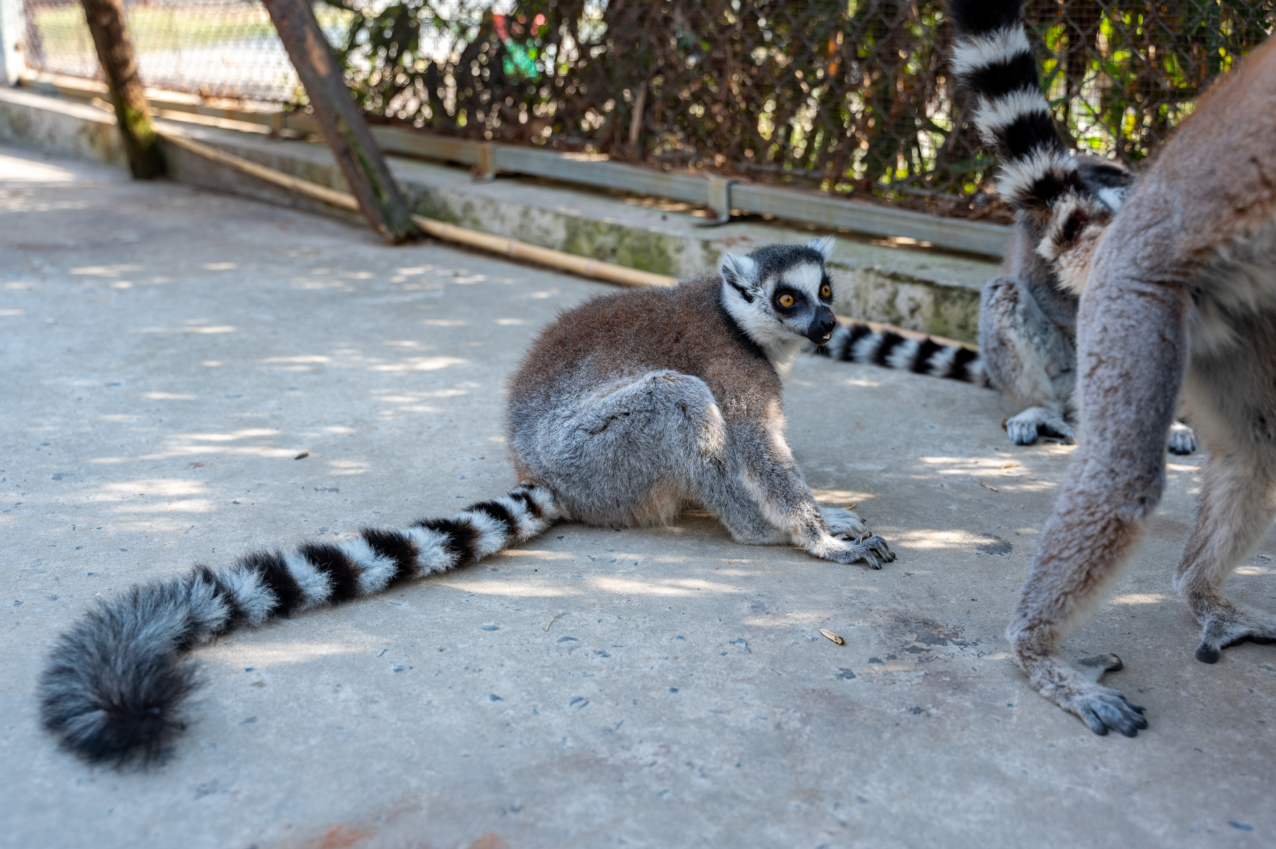 宿州有一座野生动物园,大熊猫优浜安逸的生活在这,遛娃的好去处