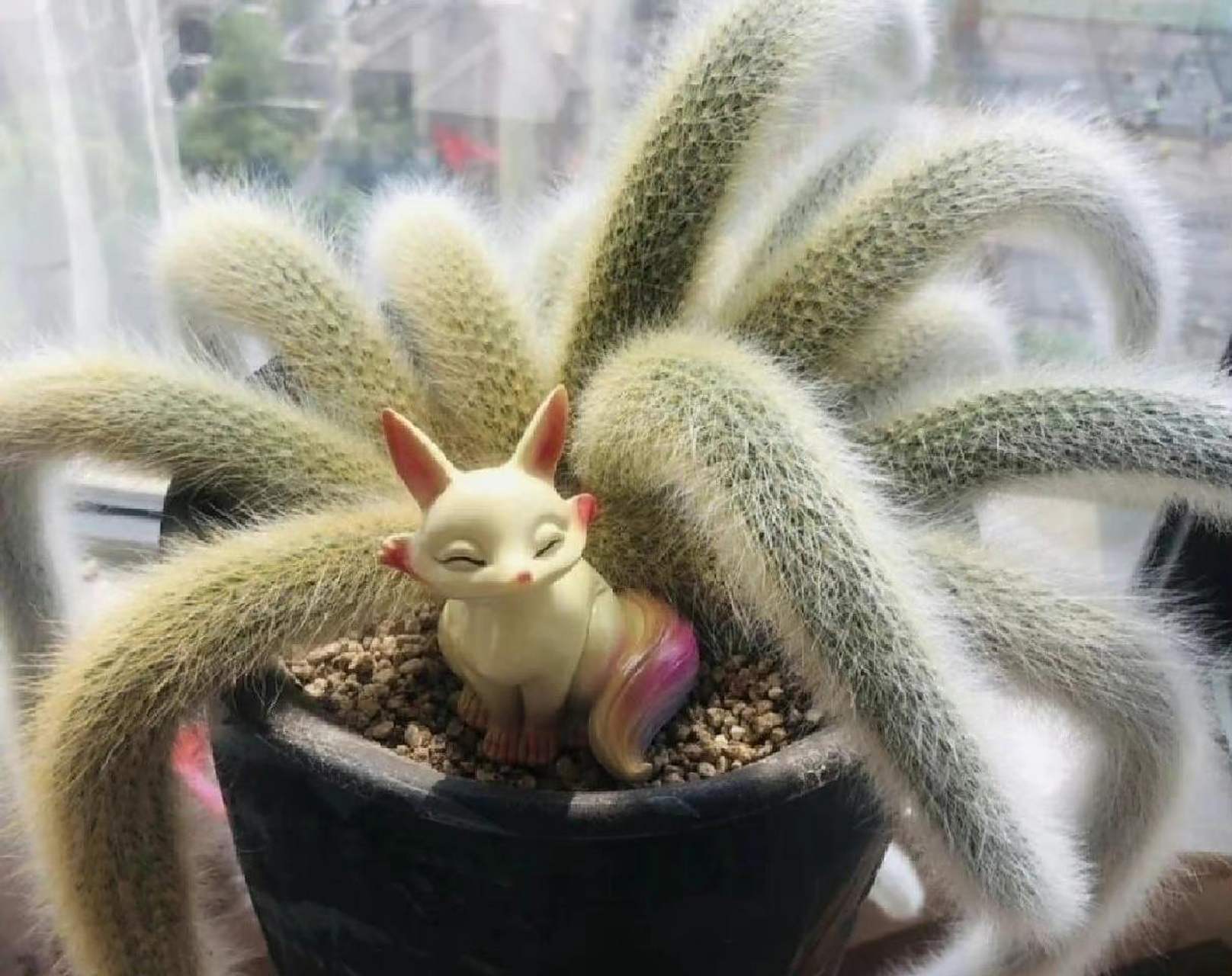 哇哦,原来这个叫九尾狐多肉.1717