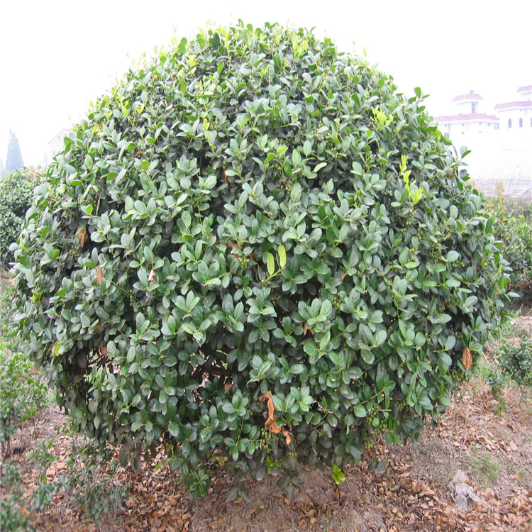 无刺构骨球的外观特点和光照要求