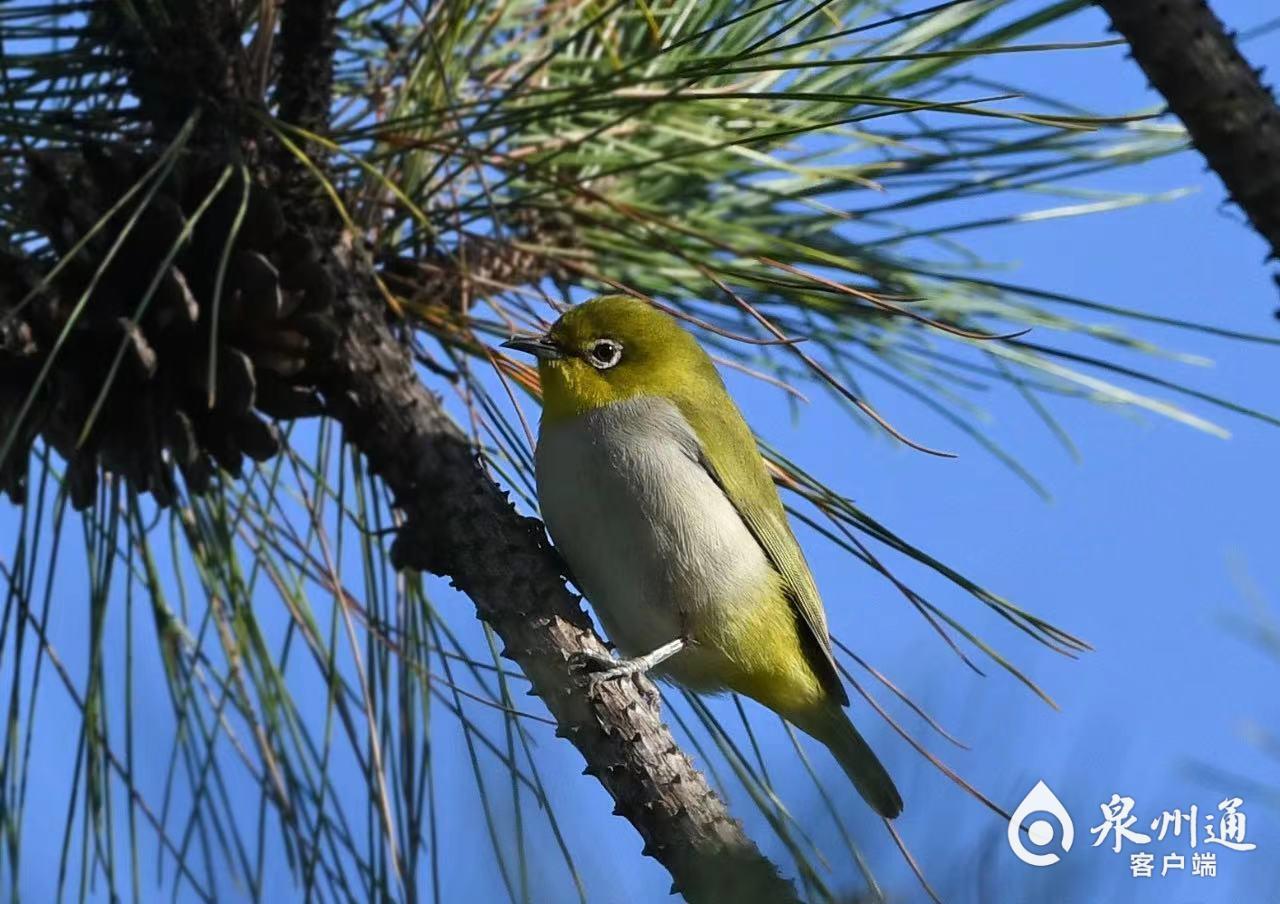 首次現身!泉州鳥類家族再添四成員