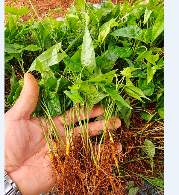 金果榄组培苗贵州金果榄种苗基地金果榄杂交苗多少钱一棵