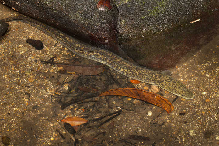 野生花鳗鲡图片图片
