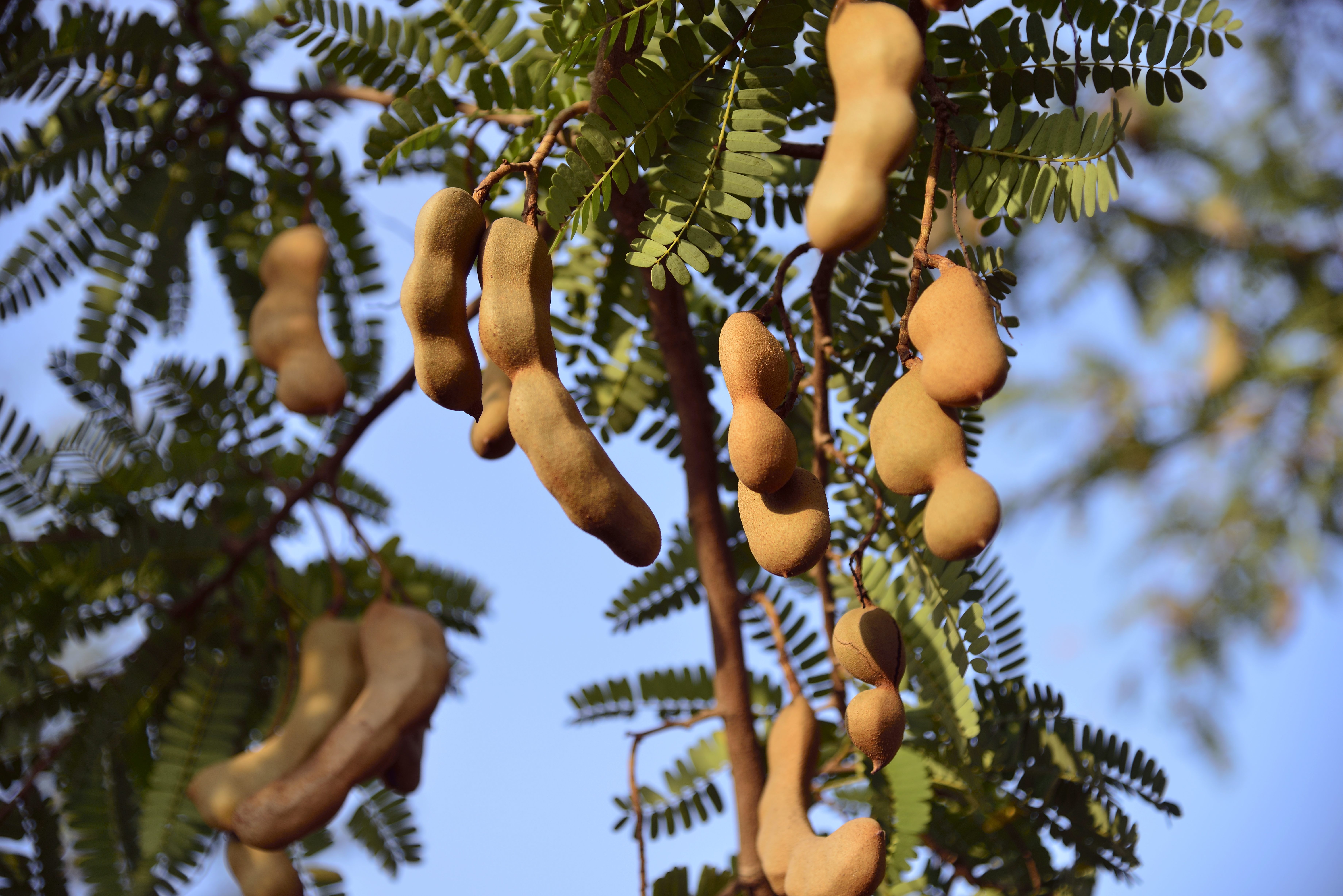 科技赋能"土特产":小酸角走出了大山