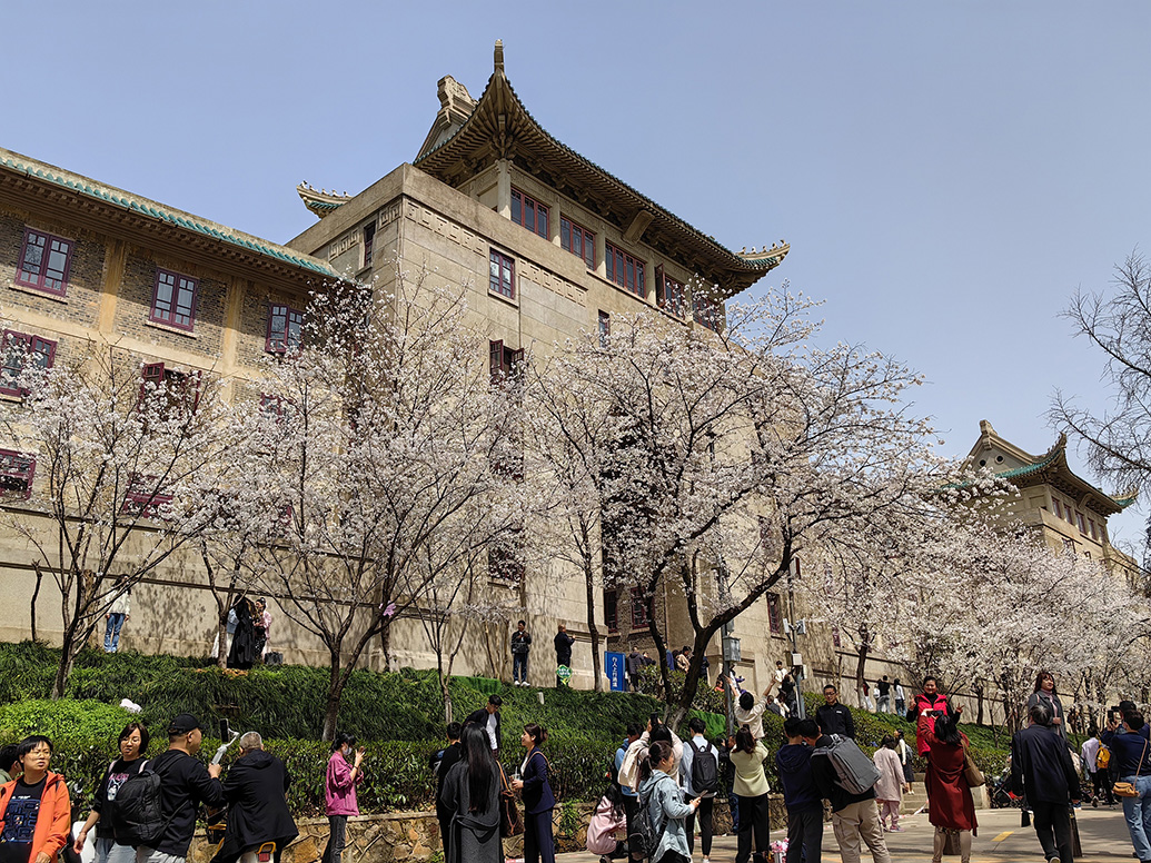 直击|武大樱花开放,实行网络预约不收任何费用