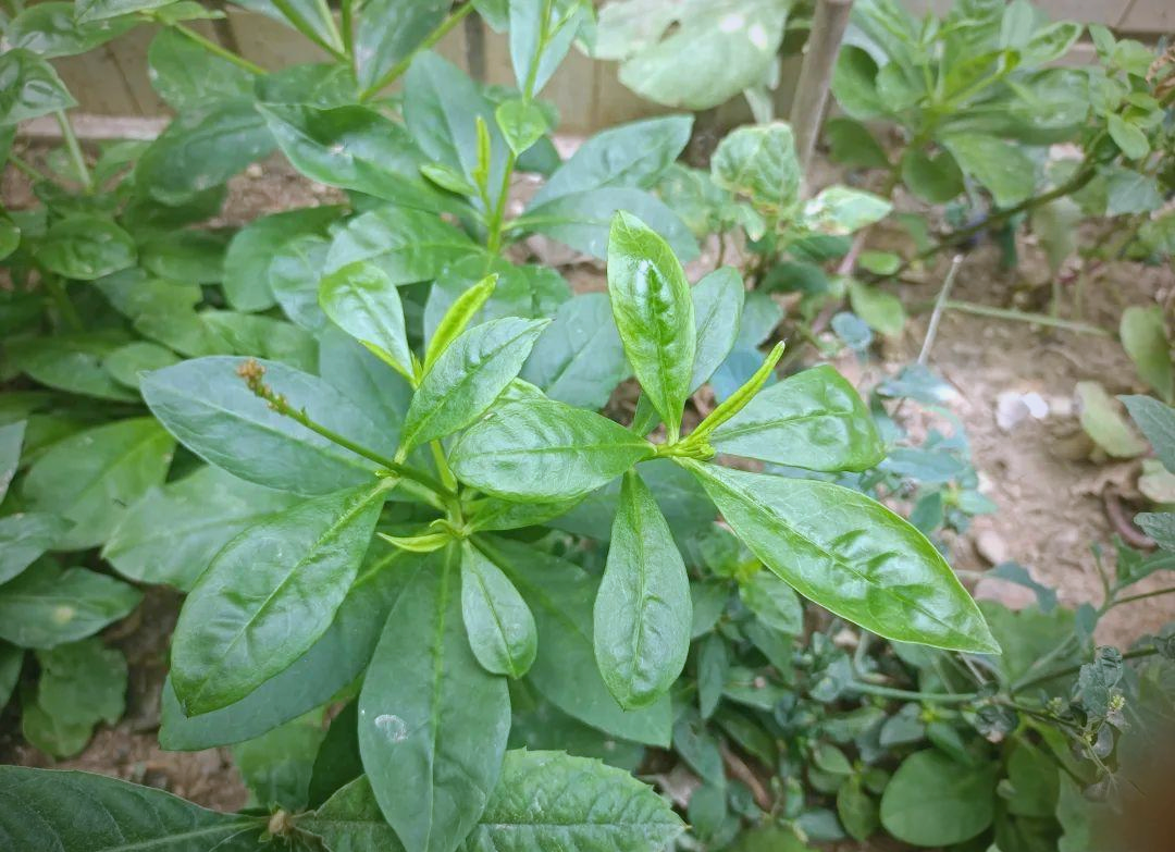 人参菜:老屋旁被遗忘的野菜瑰宝