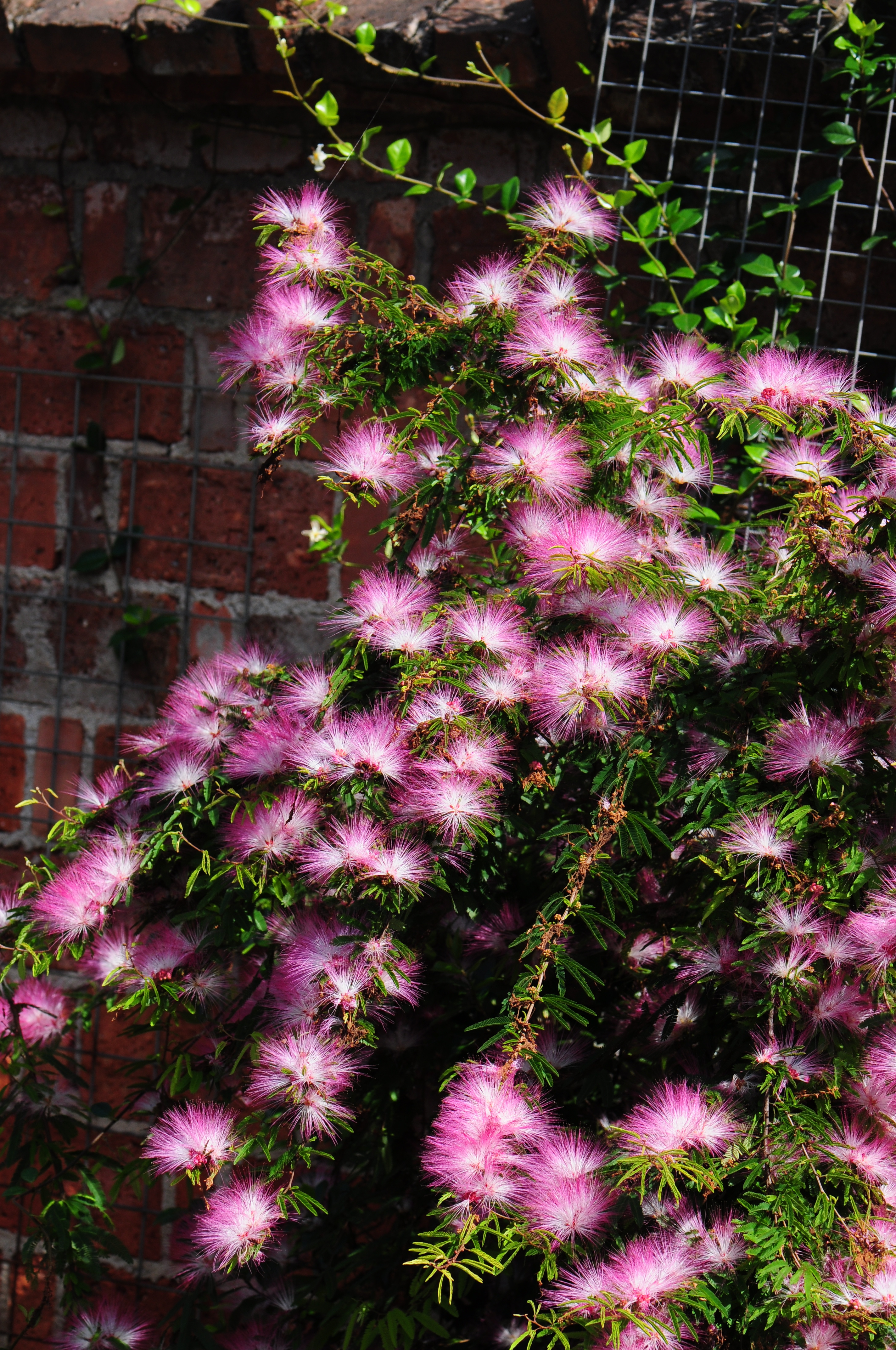 网红植物"香水合欢"—花色美丽梦幻,花香堪比香水,三季有花开