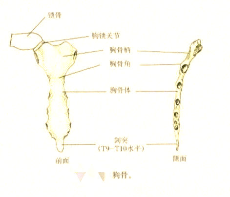 胸骨后前位X线摄影技术详解