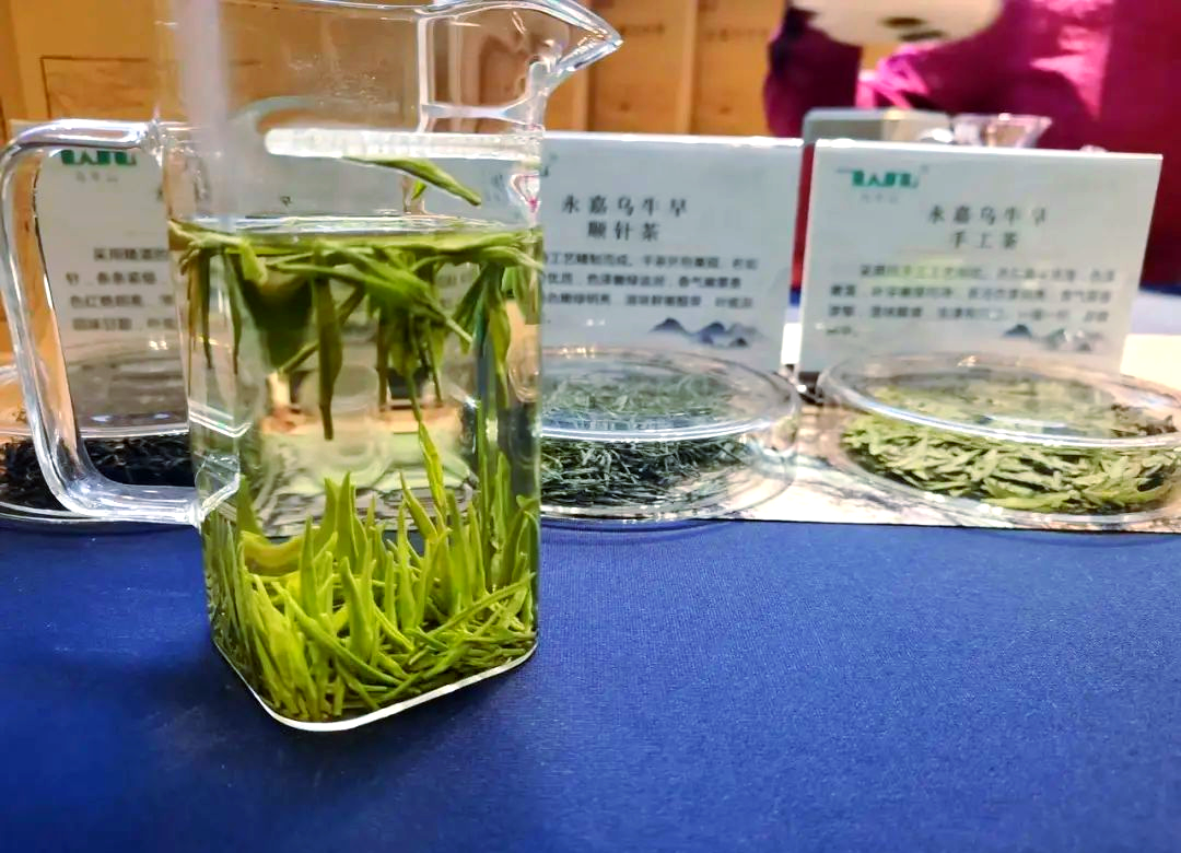 温州早春茶:从杯中物到全产业链的升级之路