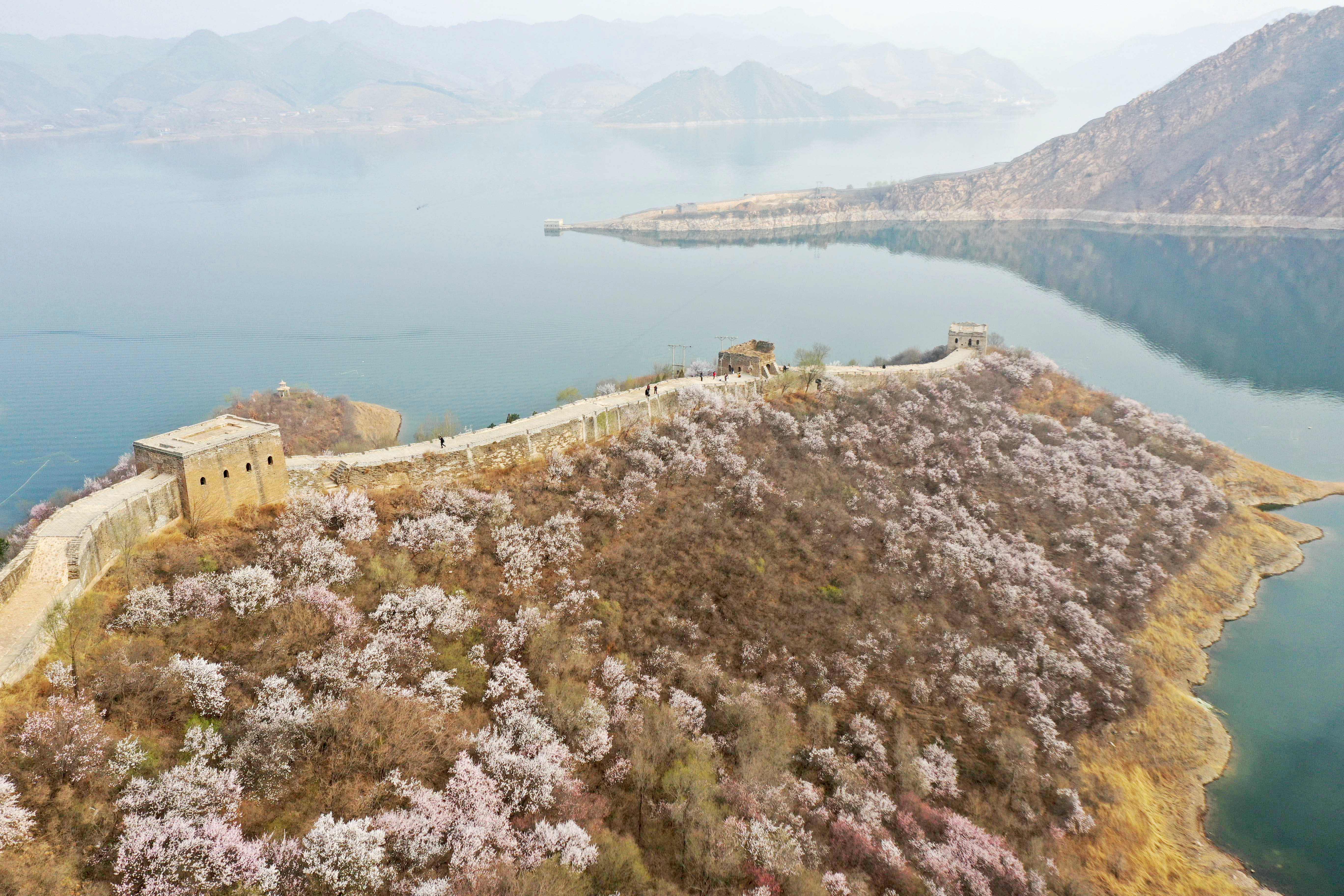 (环境)喜峰口长城山花开