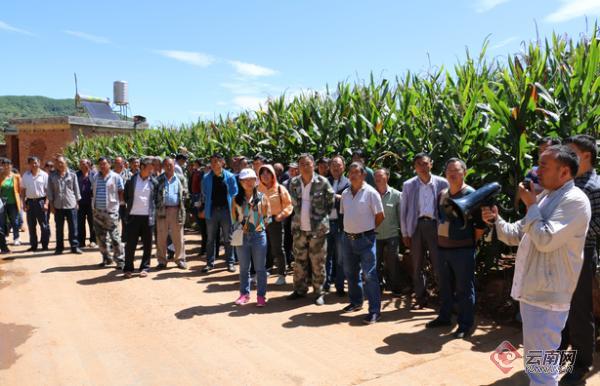 云南会泽大井:念好"山字经" 走出脱贫路