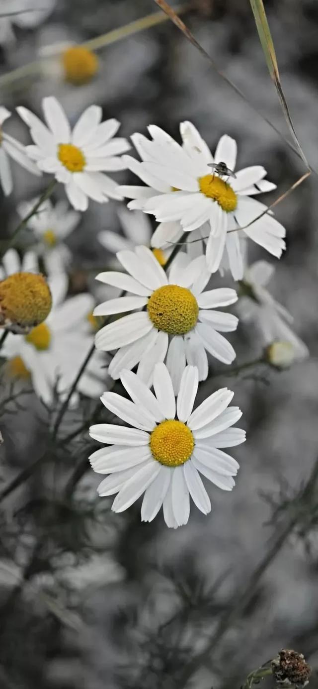 小清新,唯美,治愈系小雏菊手机壁纸,分享给你,希望你能喜欢