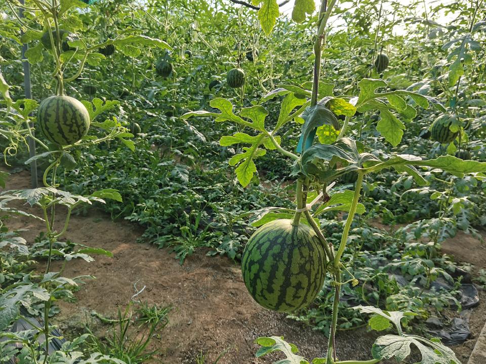 主要销往北京,上海等地,潍坊西瓜卖出百元高价