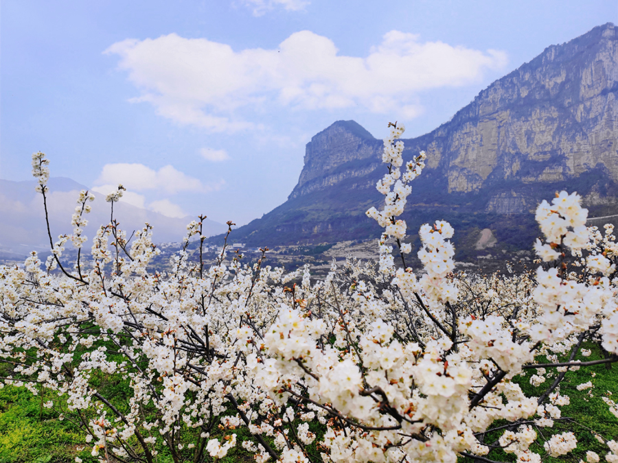 清镇市流长乡凹河村:樱桃花开俏争春
