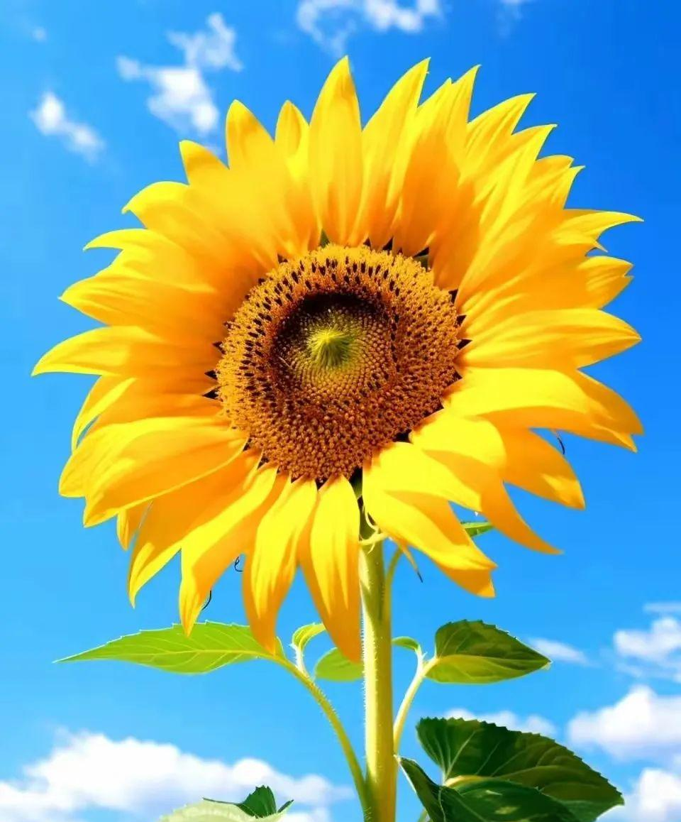 微信头像中的向日葵:传递好运与大吉的秘密使者