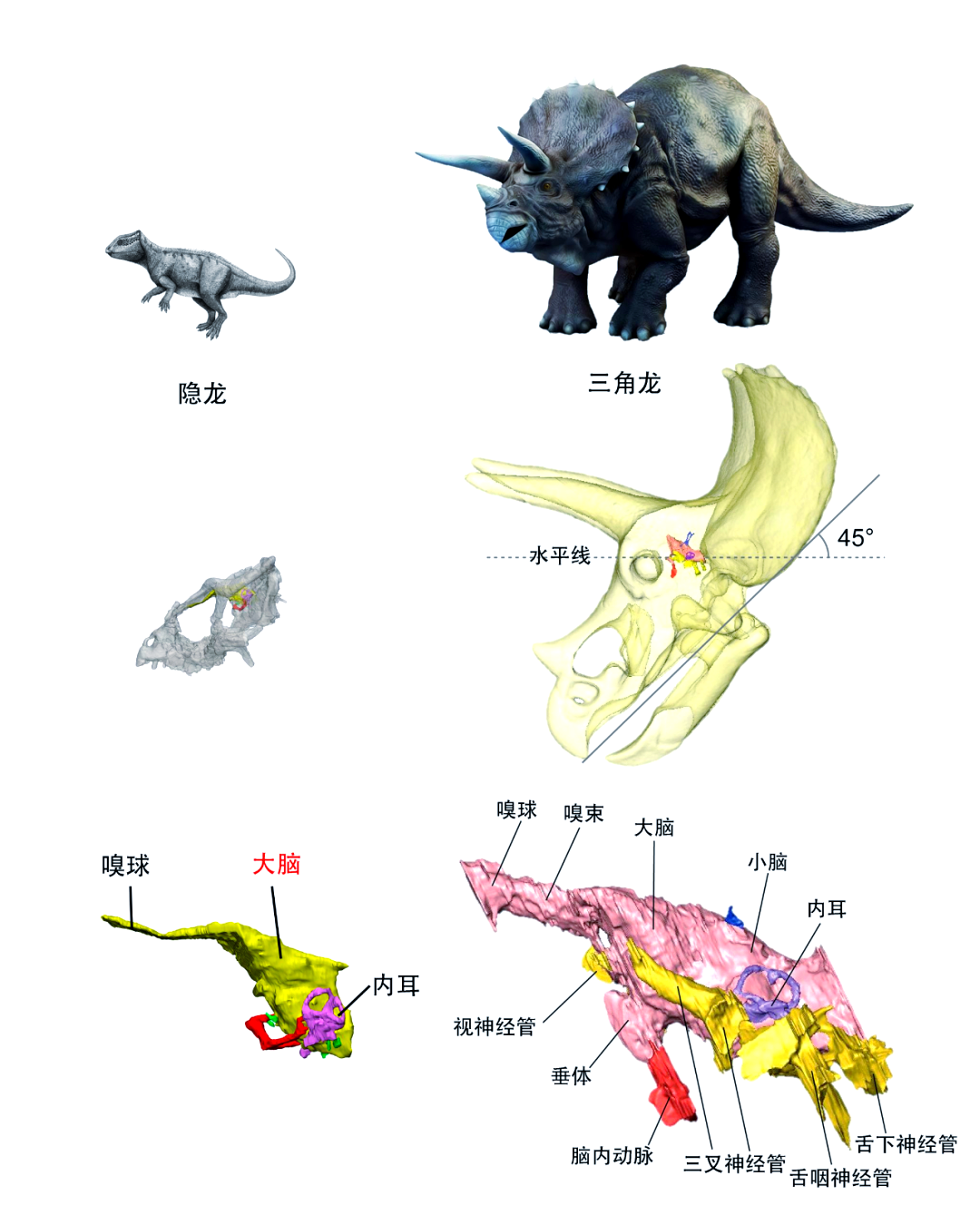 科学家对恐龙内部结构有了新发现,揭示了体型增大带来的影响