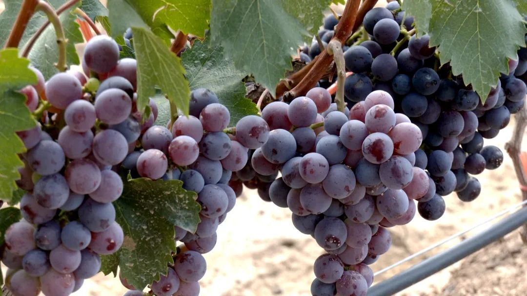 临洮高原精品葡萄甜蜜上市