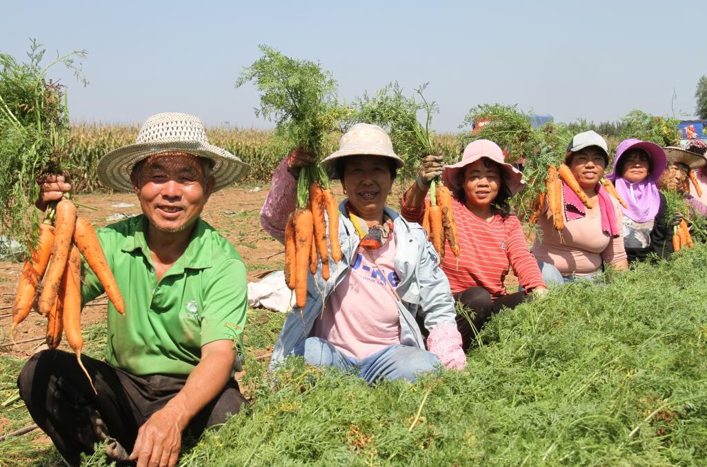 太谷区任村乡:小萝卜做成富民大产业