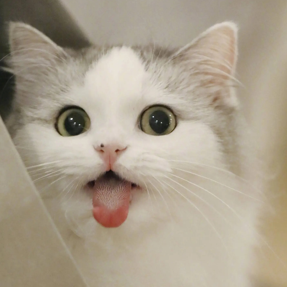 最可爱的猫咪头像 萌萌哒 高清版