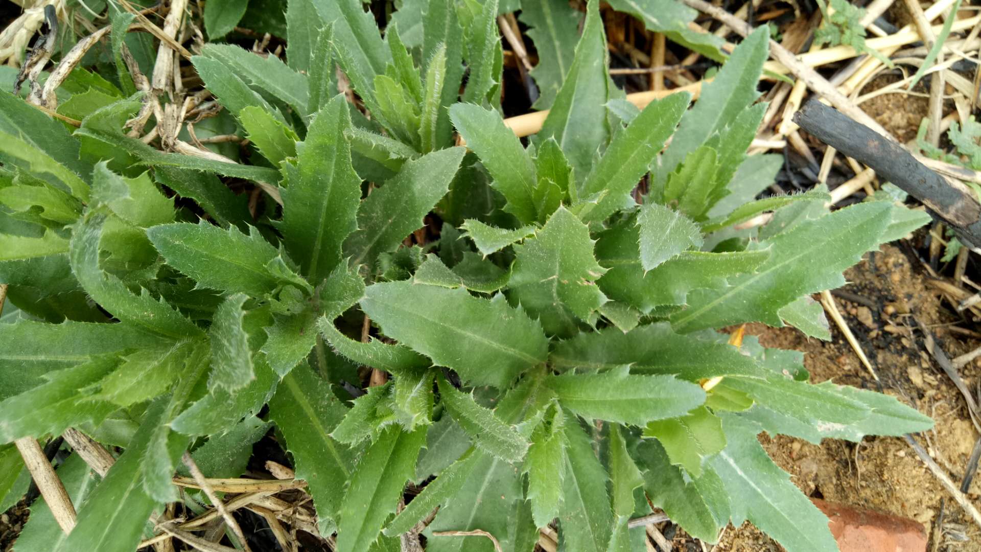 7月不吃就成杂草,过去是穷人的救命粮,一斤12元,煲汤降肝火