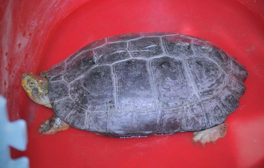 庙龟与亚巨的素食喂养全攻略