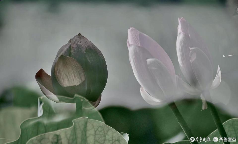 多重曝光下的荷花