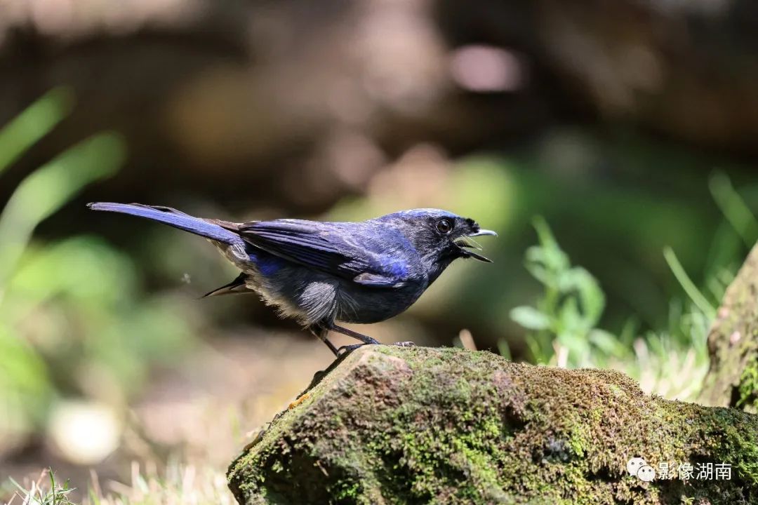 褐胸山鷓鴣,白眶斑翅鶥……看這位攝影師鏡頭裡的鳥鳴嚶嚶